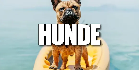 hunde aufkleber