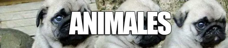 PEGATINAS ANIMALES